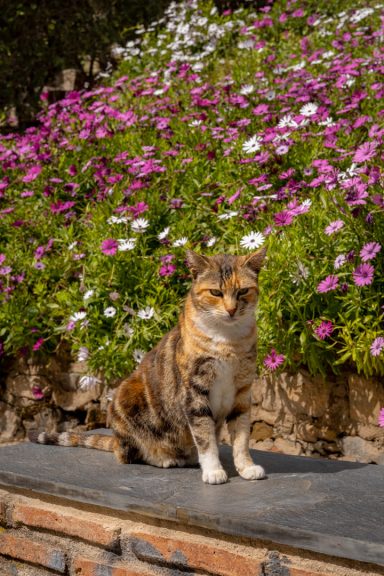 Kat in Malaga